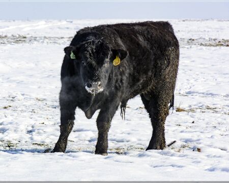 Winter Steerの写真素材