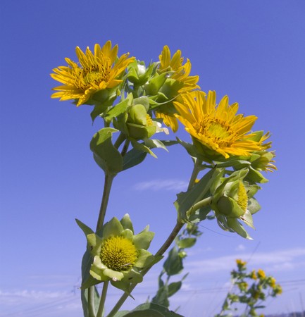 Close-up of yellow orange Rosinweed flowers, Silphium integrifolium of the  Aster family on blue sky background. A panicle of composite yellow flowers appear at the top of the plant, resembling small sunflowers.の写真素材