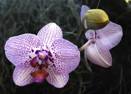Two purple and white orchid, one with orange and pink lip, and yellow seed pod on dark background.の写真素材