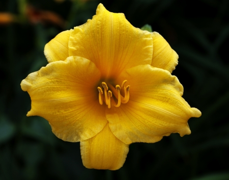 Daffodil, narcissus is a hardy spring-flowering, bulb native to Europe, North Africa, and Asiaの写真素材