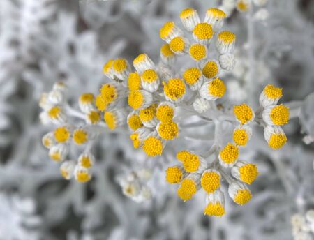 Jacobaea maritima  Silver Ragwortの写真素材