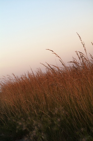 Golden red prarie grass with green roots and little blue stem nestled at the base against the red...