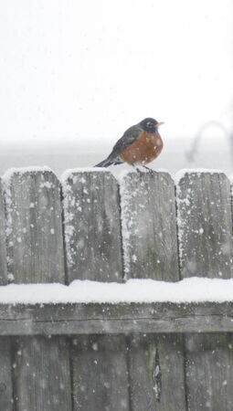 Spring robin caught in March snow fall の写真素材