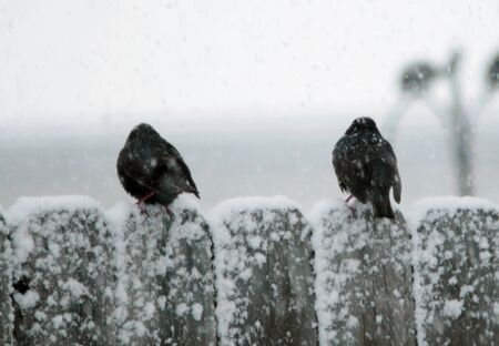 Two birds perch on a snow-covered fence as the March snow-flakes swirl about them の写真素材