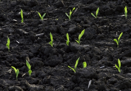 Bright green backlit corn seedlings in dark, rich soil の写真素材