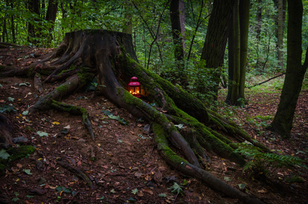 Lantern in the forestの写真素材