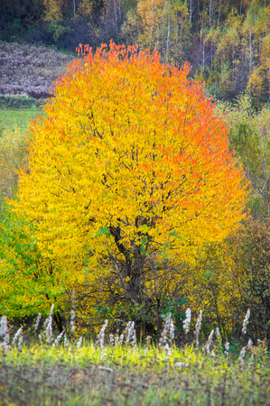 Burning treeの写真素材