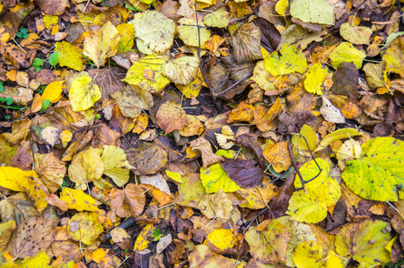 background with leavesの写真素材