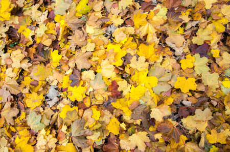 Background with leavesの写真素材