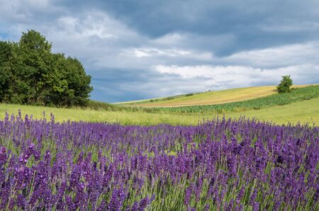 fields of lavenderの写真素材