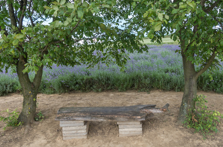 Bench under the treesの写真素材