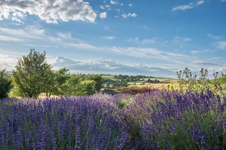 Field of lavenderの写真素材