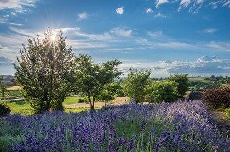 Field of lavenderの写真素材