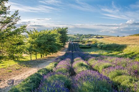 Field of lavenderの写真素材
