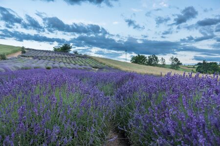 fields of lavenderの写真素材