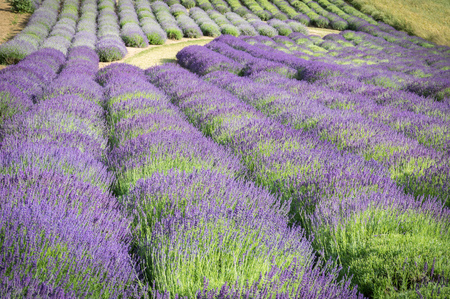 Lavender cultivationの写真素材