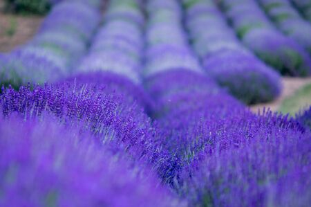 Lavender cultivationの写真素材
