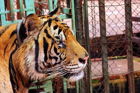 Couple of tigers in captivityの写真素材
