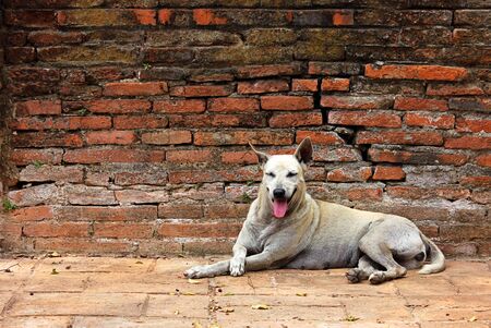 White stray dog resting on a red brick wallの写真素材