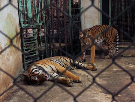Couple of tigers in captivityの写真素材