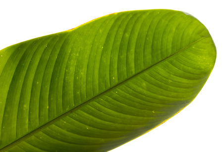 green fresh banana leafの写真素材