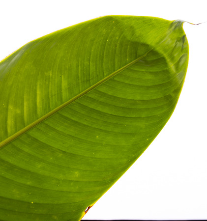 green fresh banana leafの写真素材