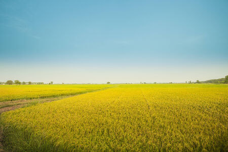 thai rice fieldの写真素材