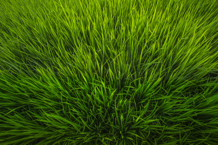 thai rice fieldの写真素材