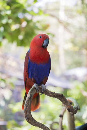 macawの写真素材