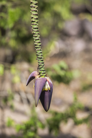 blossomの写真素材
