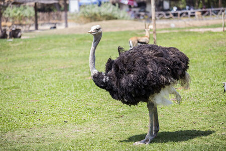ostrich in the fieldの写真素材