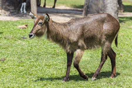 antelope in the fieldの写真素材