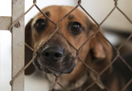 A dog alone, sad and abandoned behind the fence in a shelter.の写真素材