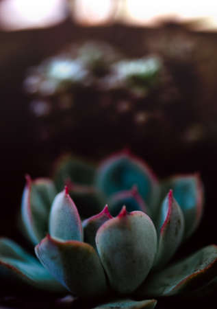 Close up of beautiful and colorful crasa in the garden. Succulent. Background.の写真素材