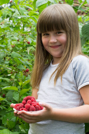little girl with a plate of raspberry bushes raspberry standsの写真素材