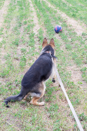 in the field, with a German shepherd on a leashの写真素材