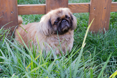 Pekingese, small dog sitting in the grass near the fenceの写真素材