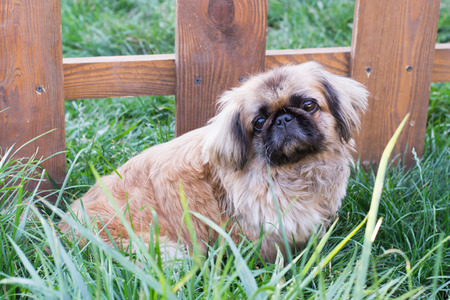Pekingese, small dog sitting in the grass near the fenceの写真素材