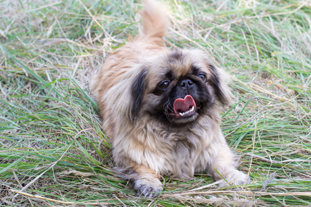 Pekingese, little brown dog in the park on the grass