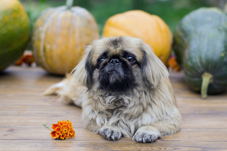 pumpkins and a small dog on a wooden tableの写真素材