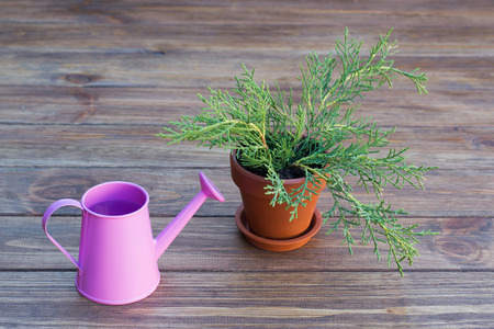 plant in a flower pot and watering can on a wooden tableの写真素材