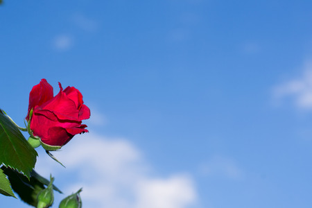 red rose with green leaves against the blue sky is not the place for an inscriptionの写真素材