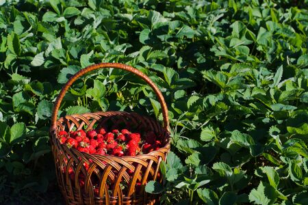 basket of ripe strawberries is in the middle of the field in the bushes of strawberriesの写真素材