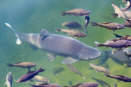 pack of various river fish floating on the surface of the pondの写真素材