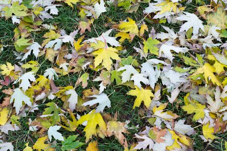 yellow fallen leaves on the grass close up