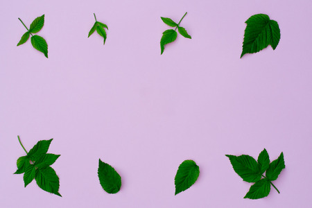 composition of raspberry leaves on a pink background closeupの写真素材