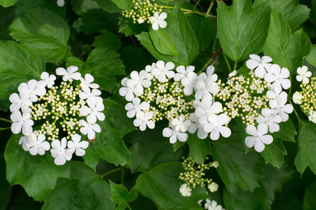 white hydrangea bush with three blooming flowers close-upの写真素材