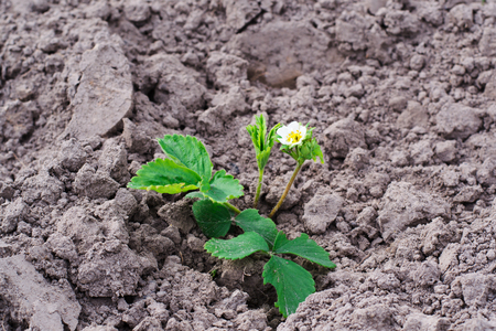 bush of strawberries on the ground during floweringの写真素材