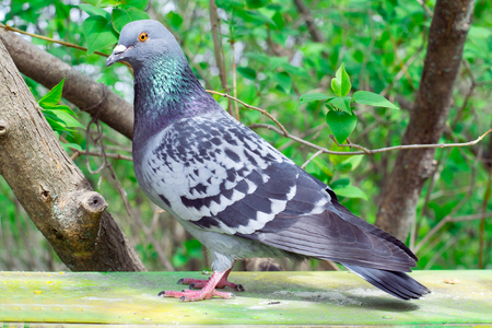 Street pigeon on the bird feeder in the city parkの写真素材