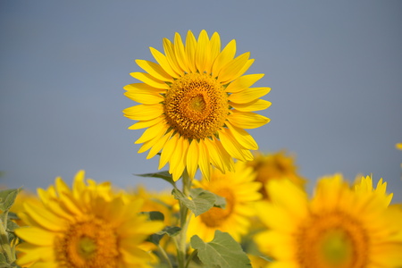 Summer sunflower field